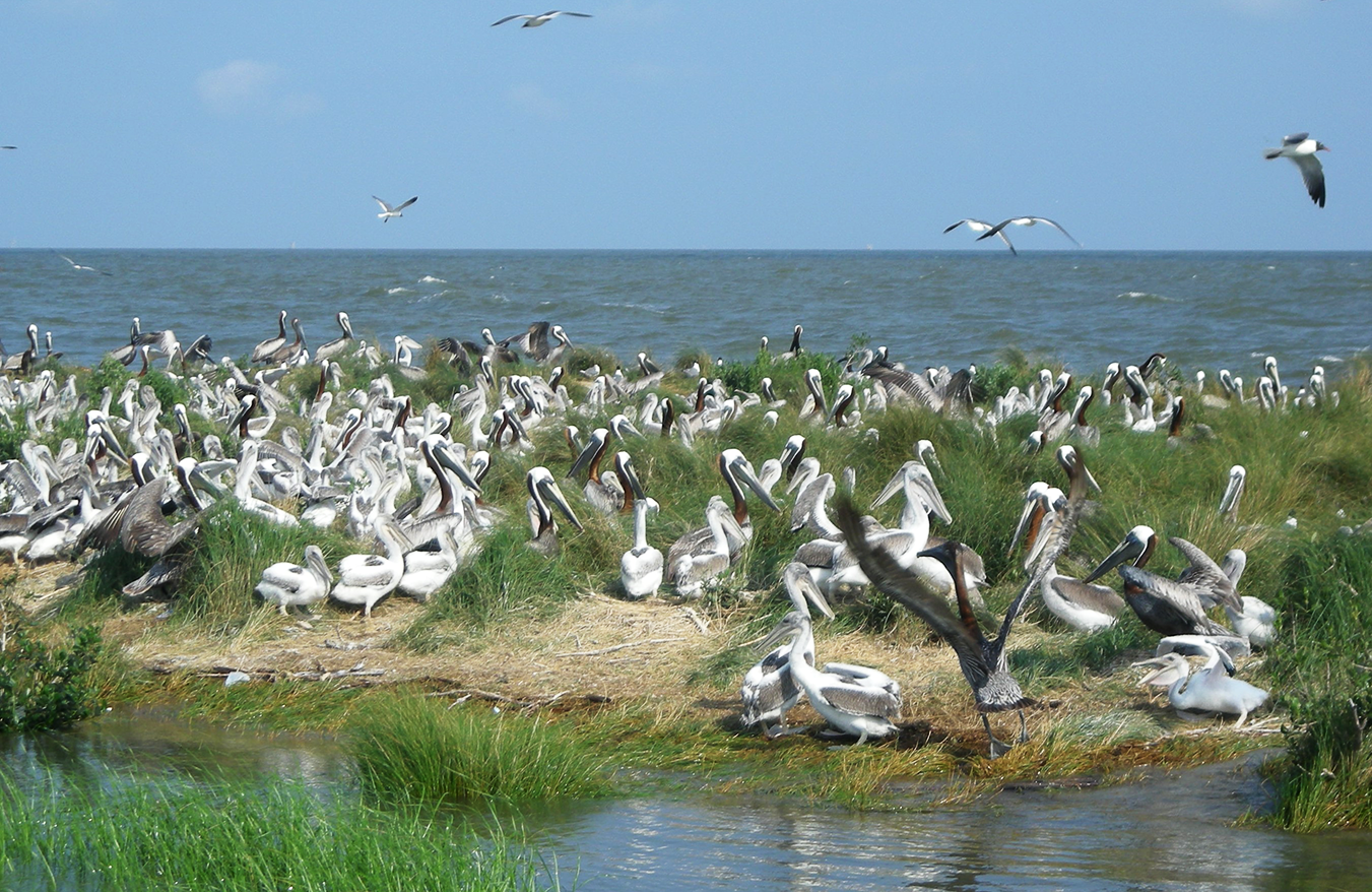 Pelicans on the Chandeleur Islands.