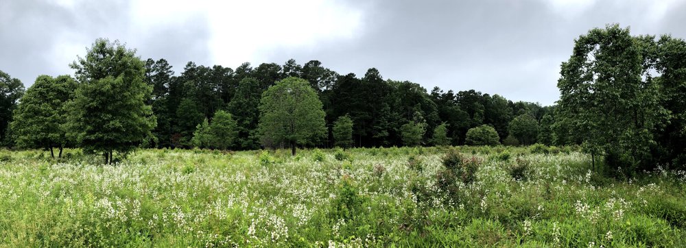 Photo of green meadow with white flowers and scattered trees.